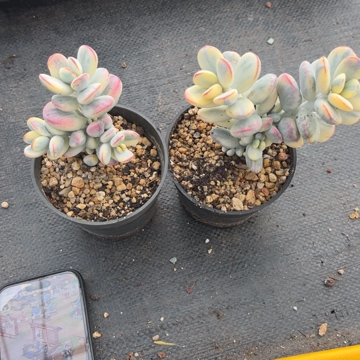 无花朵226号福娘锦两个无砍