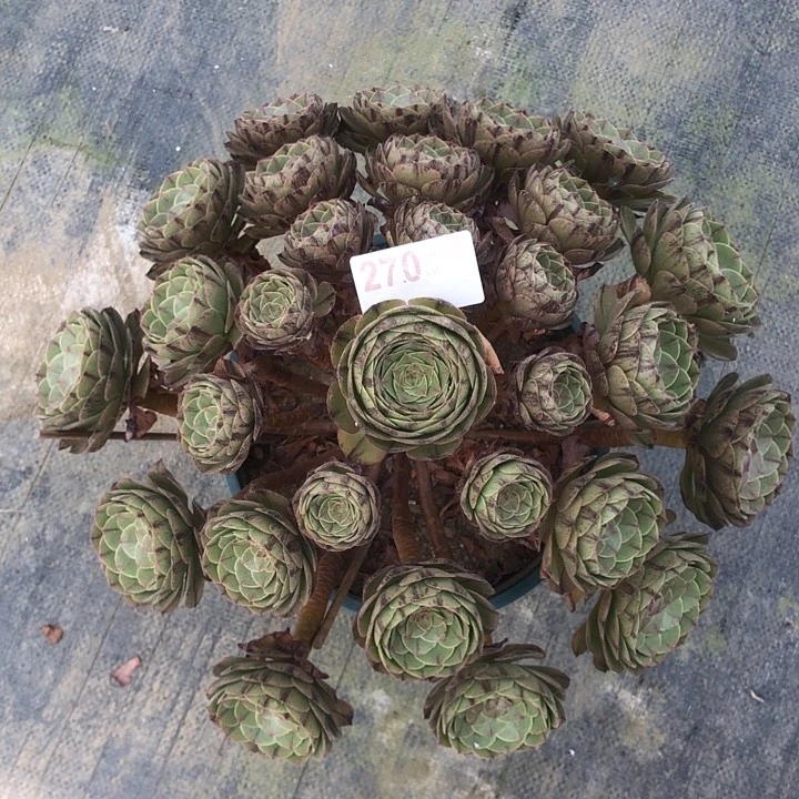 270万拉丝多肉法师