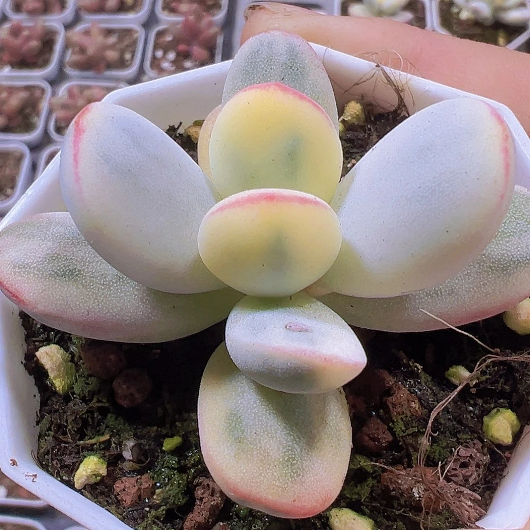 乒乓锦19包邮多肉植物