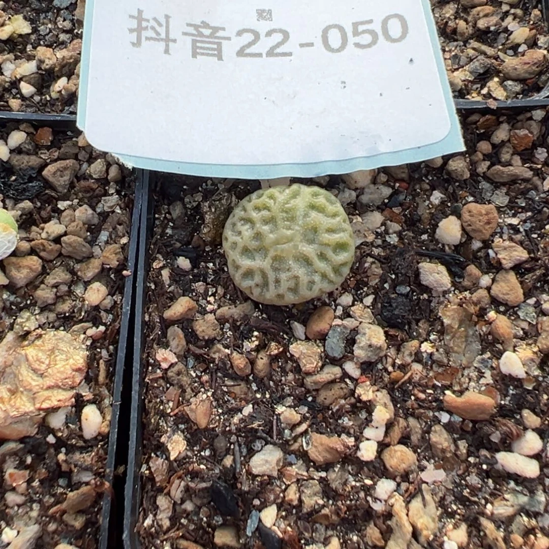 22-50量拍超级烧麦一颗