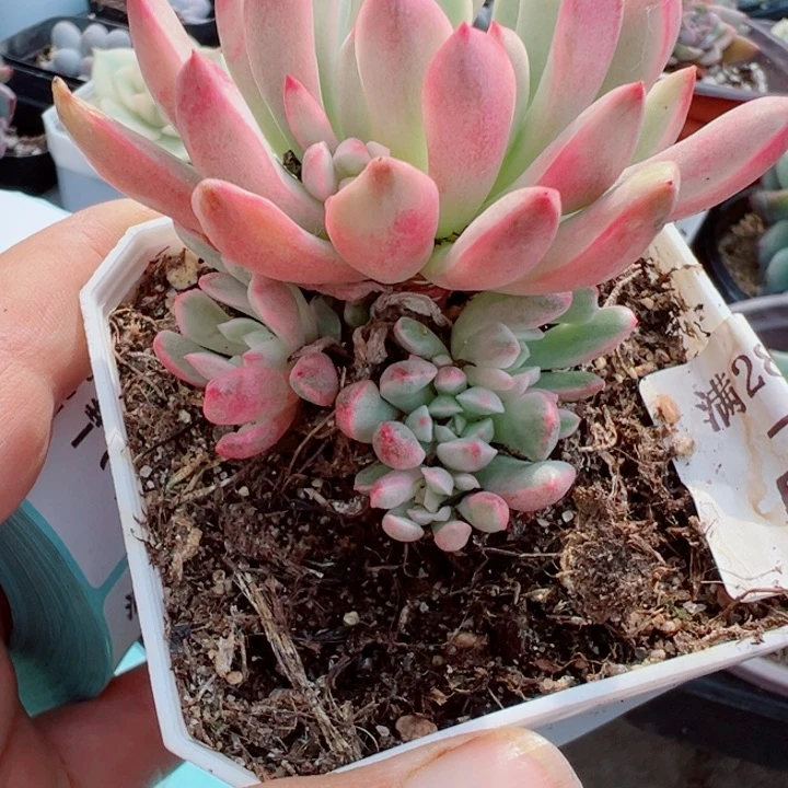 渡**音红宝石锦多肉植物25