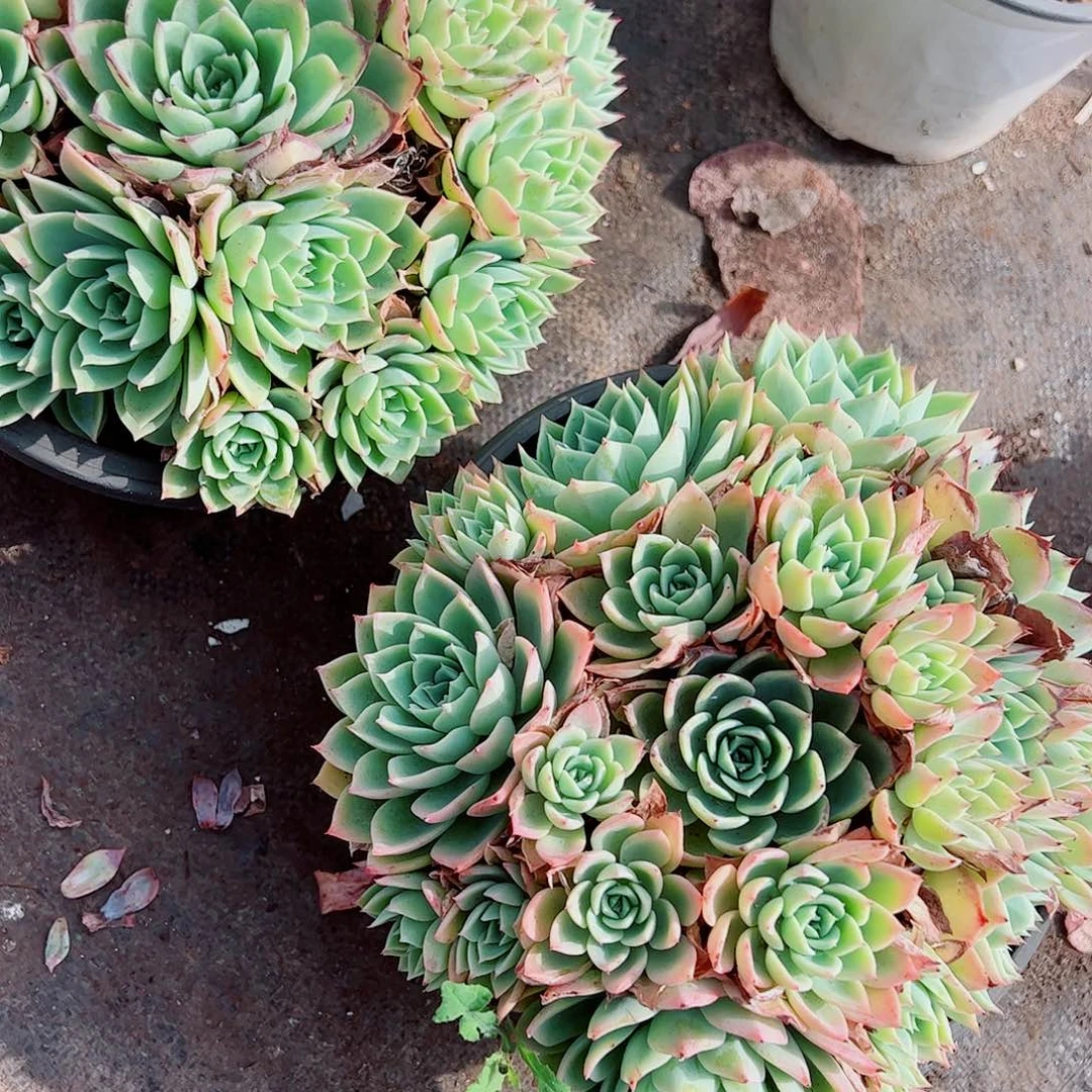 三色堇多头群生老桩特大