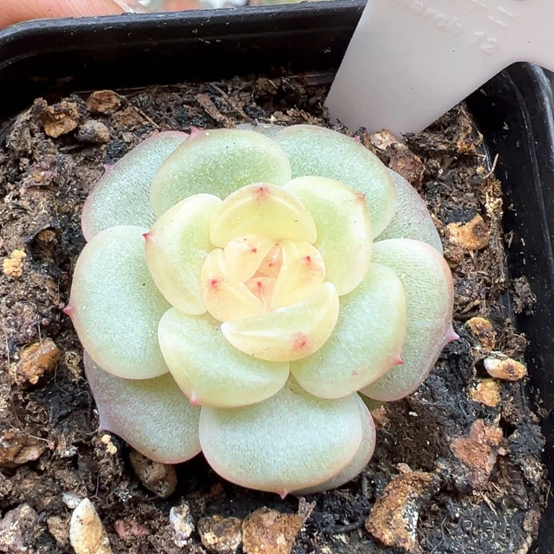 176号荔枝 晗雨多肉