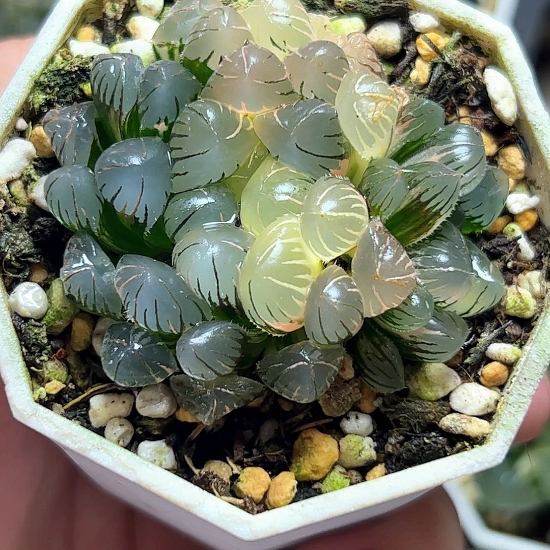 冰灯锦十二卷多肉植物
