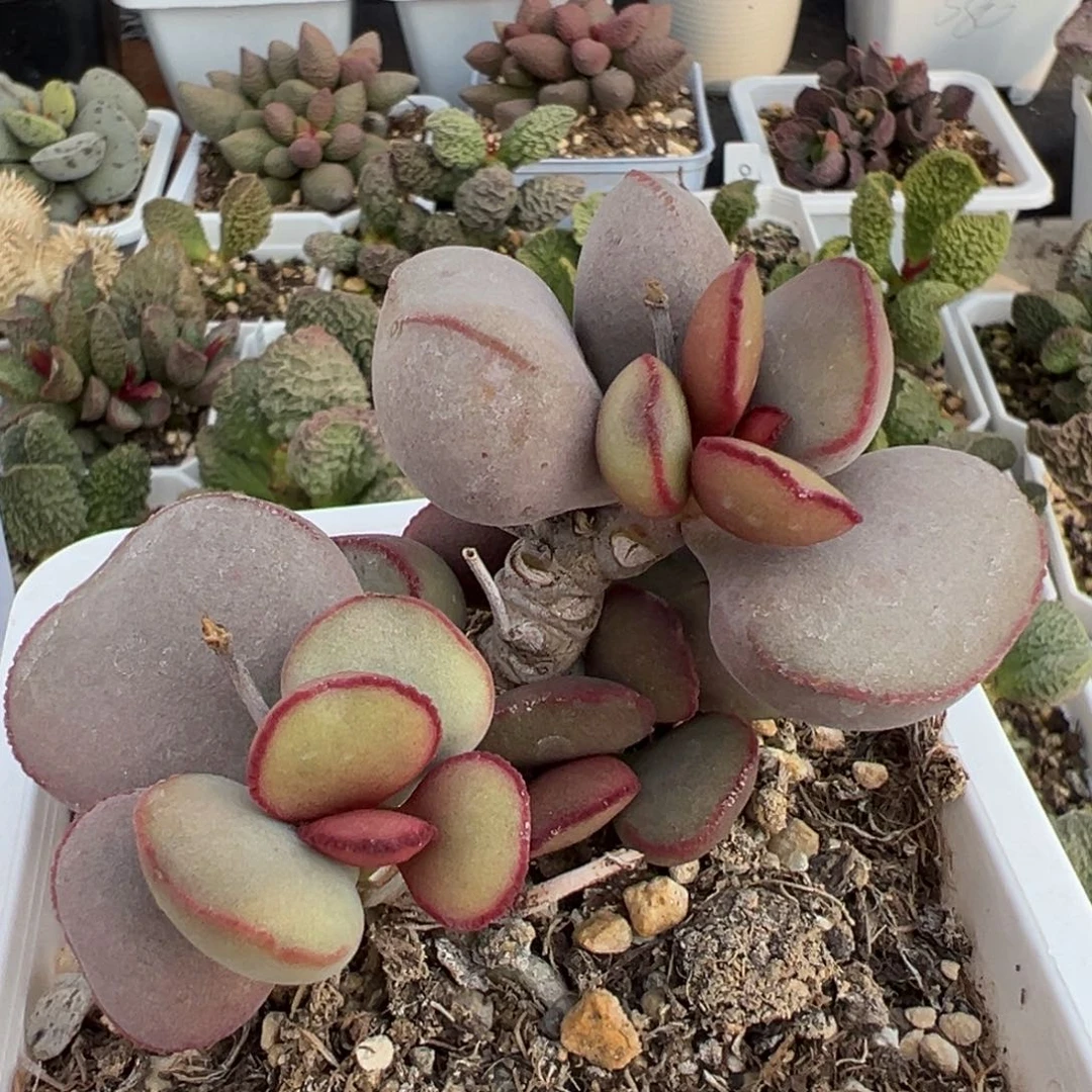 十方盆白肌红蛋老桩多肉植物水泡