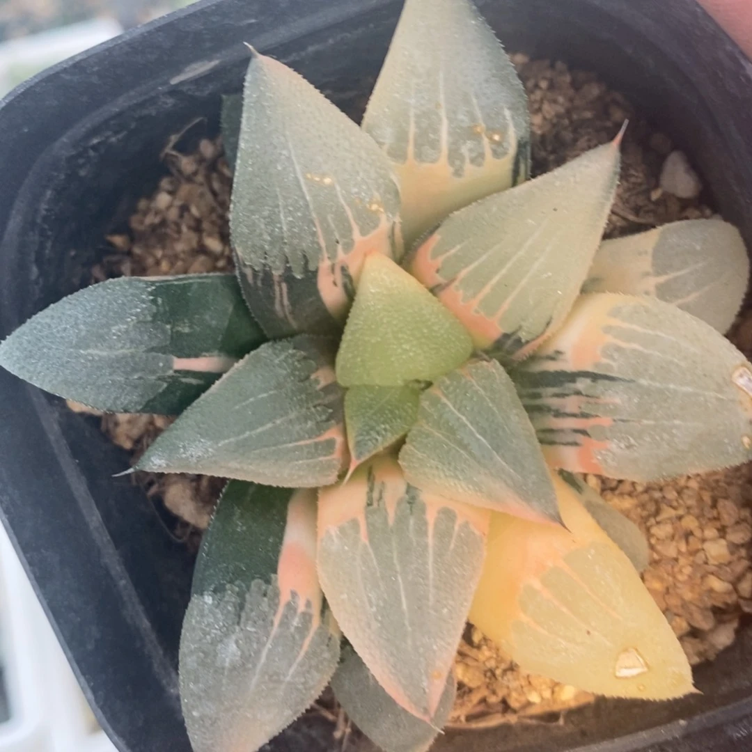 一颗实生寿锦。