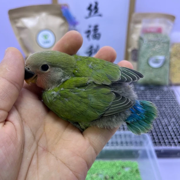 牡丹鹦鹉-绿桃母F61048