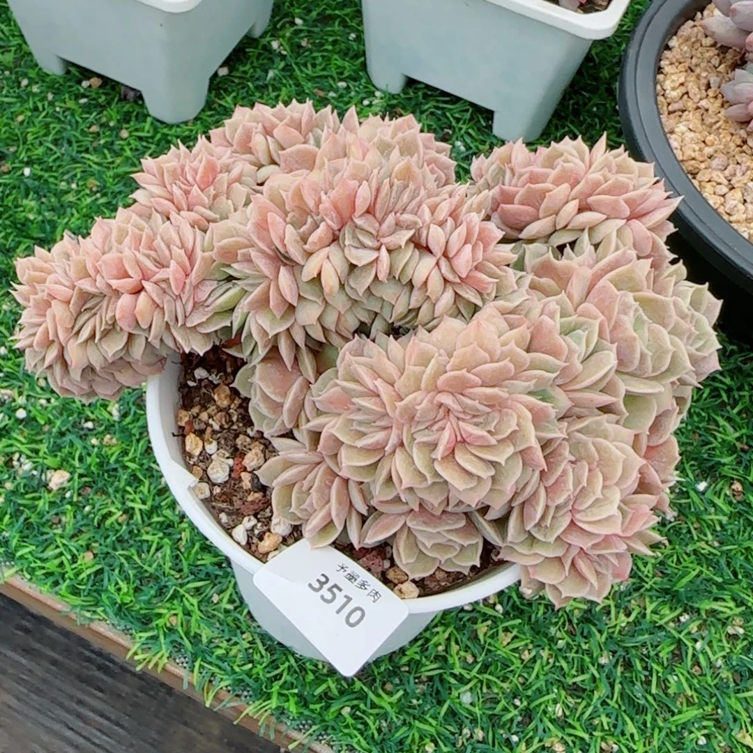 昂缀，3510多肉植物