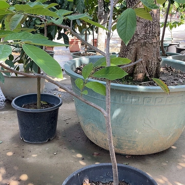 快***乐完全开放果树888888