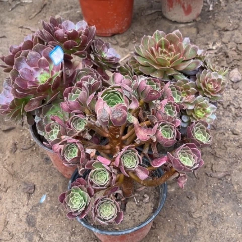 706多肉植物组合，