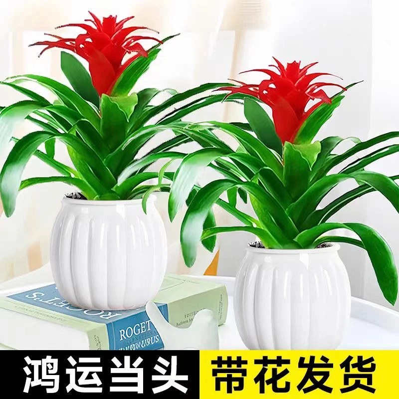 【带花发货】鸿运当头盆栽小红星花卉室内客厅水培绿植物四季开花