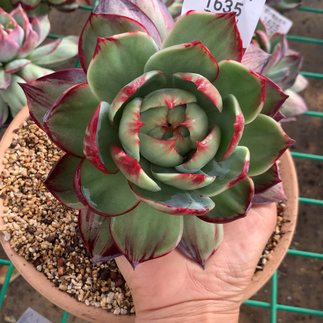 唯***夏1635号多肉植物，14
