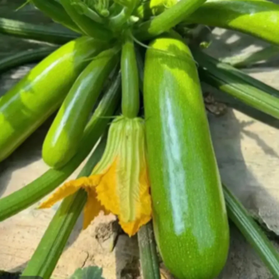 西葫芦现摘现发2斤新鲜