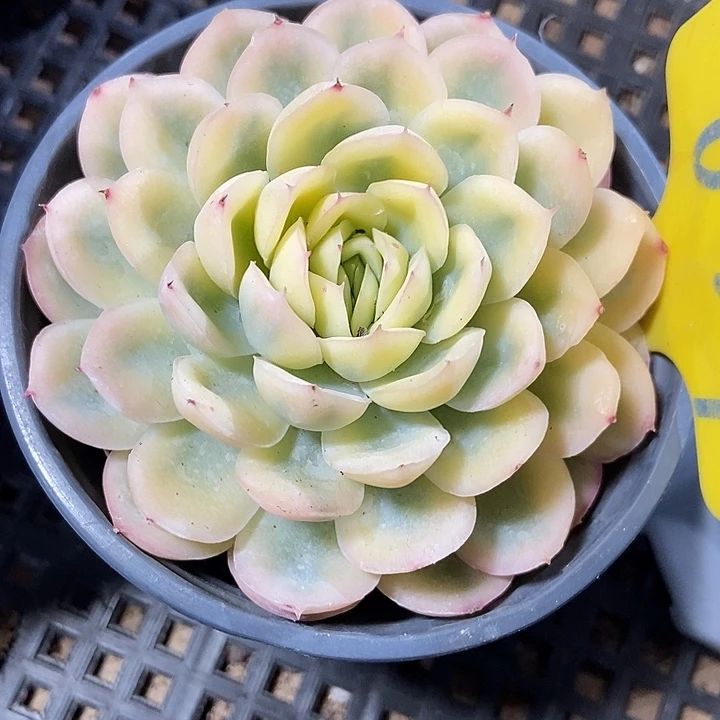 多肉植物草莓冰锦637