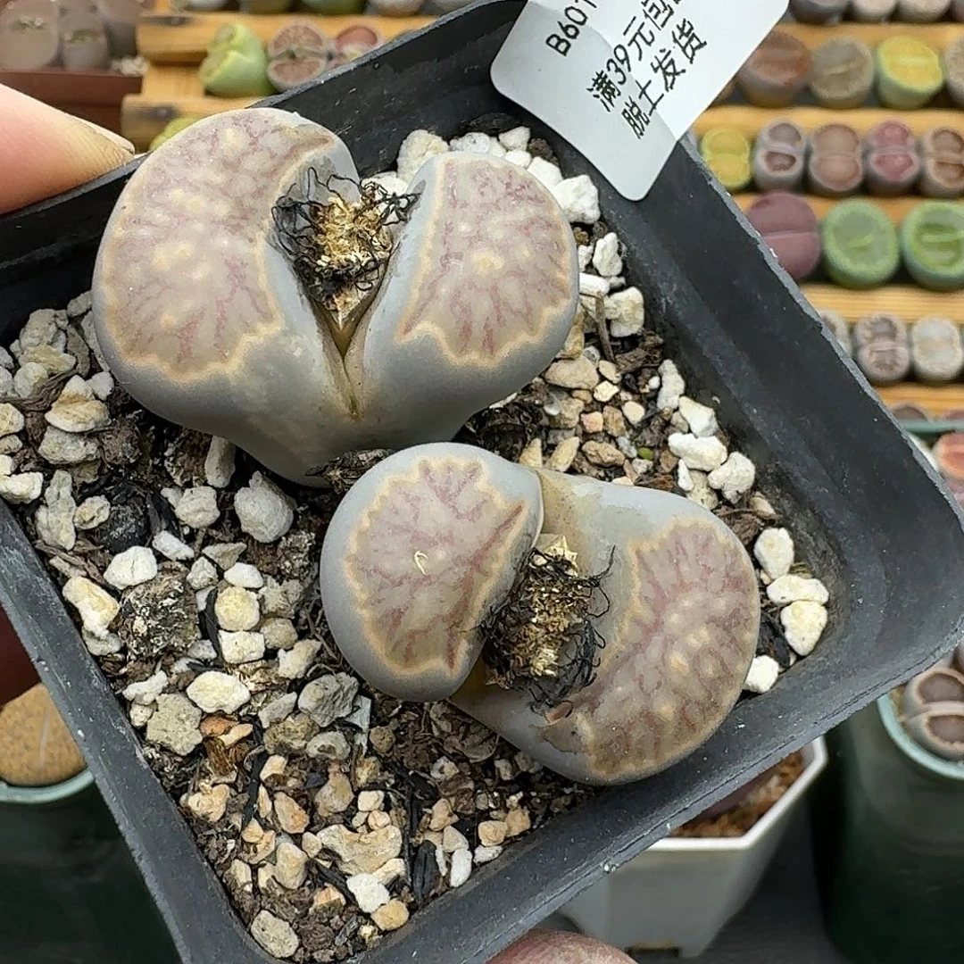 601大菊开播福利款粉