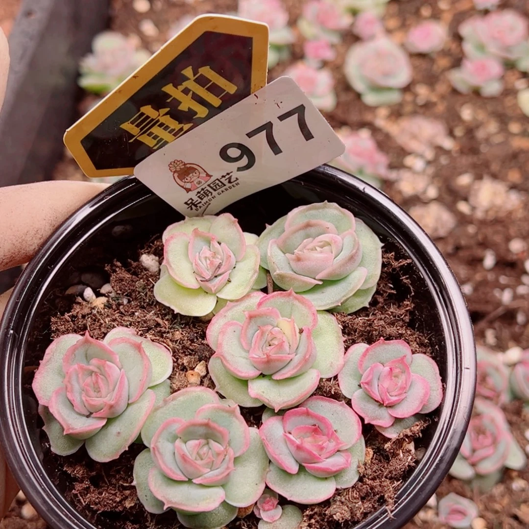 多肉植物多肉植物