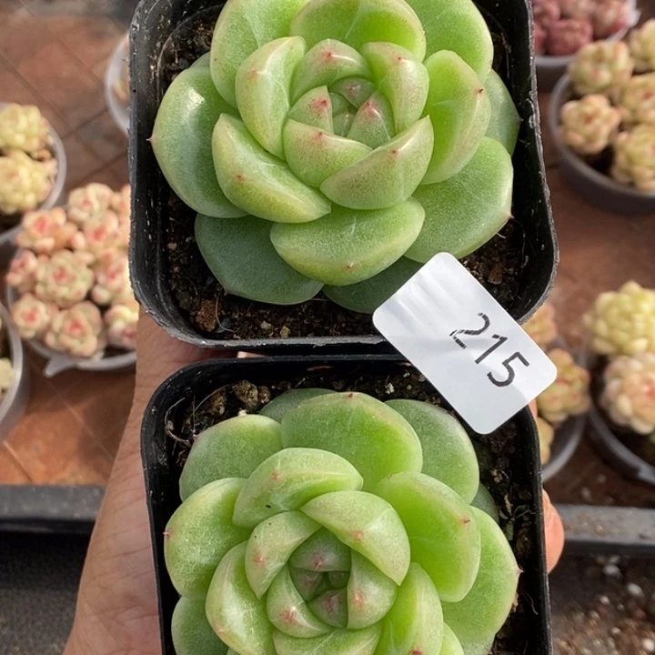 一物一拍一物一拍1027-215
