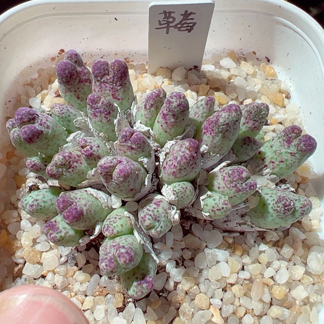 1111-348多肉多肉草莓