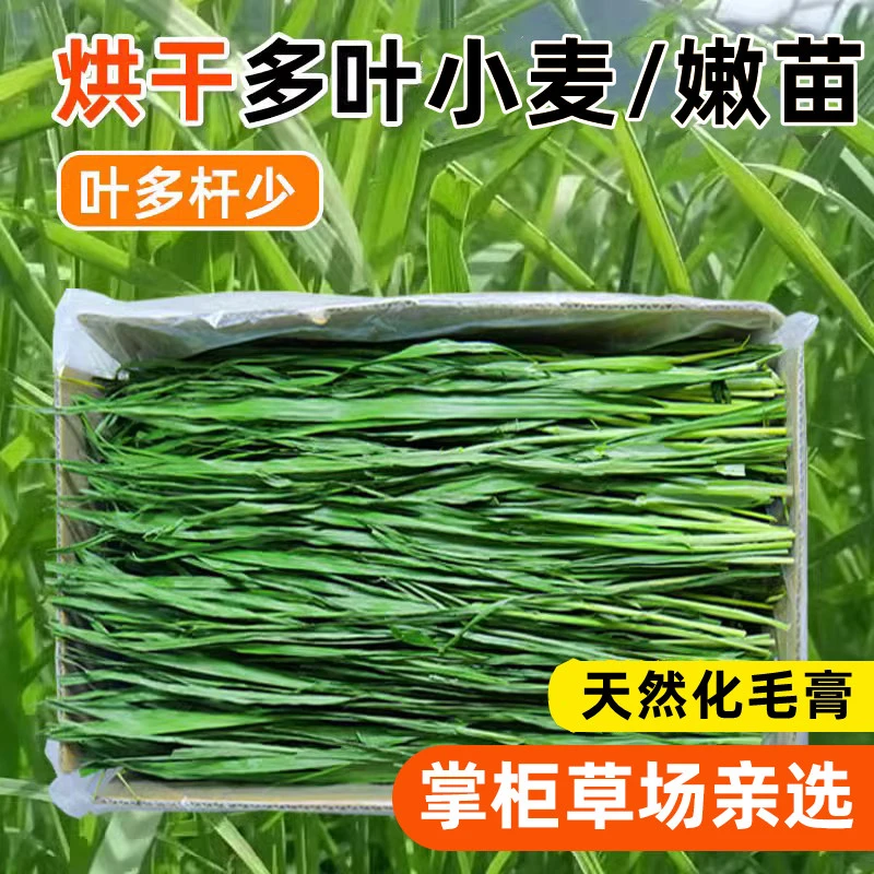25年烘干小麦草小麦嫩苗1kg纯叶兔子专用小麦草龙猫荷兰猪零食草