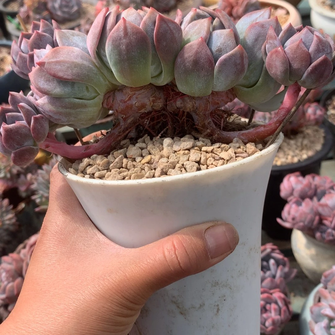 无花朵半夏哈花花花花花花哈