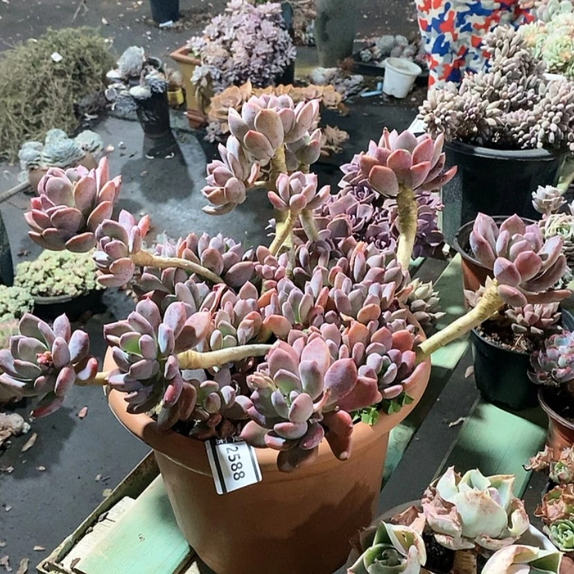 【闪购商品】灰姑凉2588