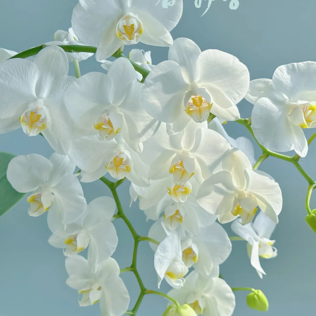 阿玛蝴蝶兰3.5成熟苗不带花带花剑