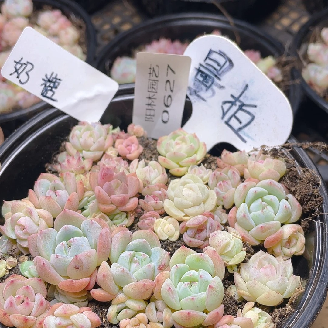 量拍多肉植物多肉植物627