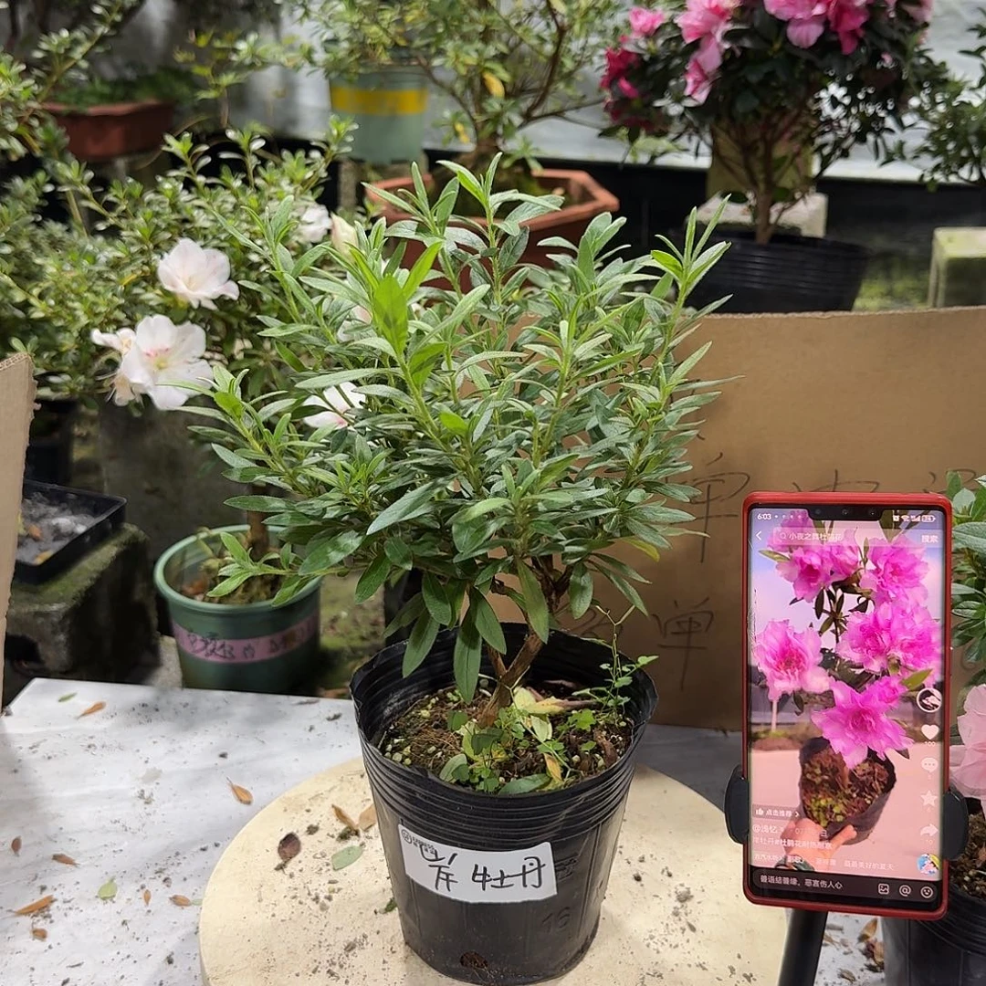 全部花苞岸牡丹杜鹃花