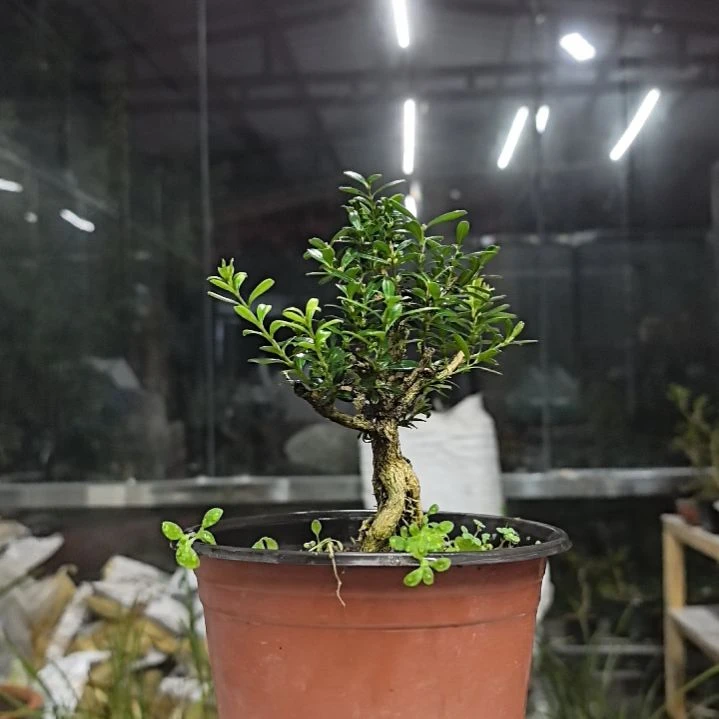 木一**顺黄杨花造型盆景树