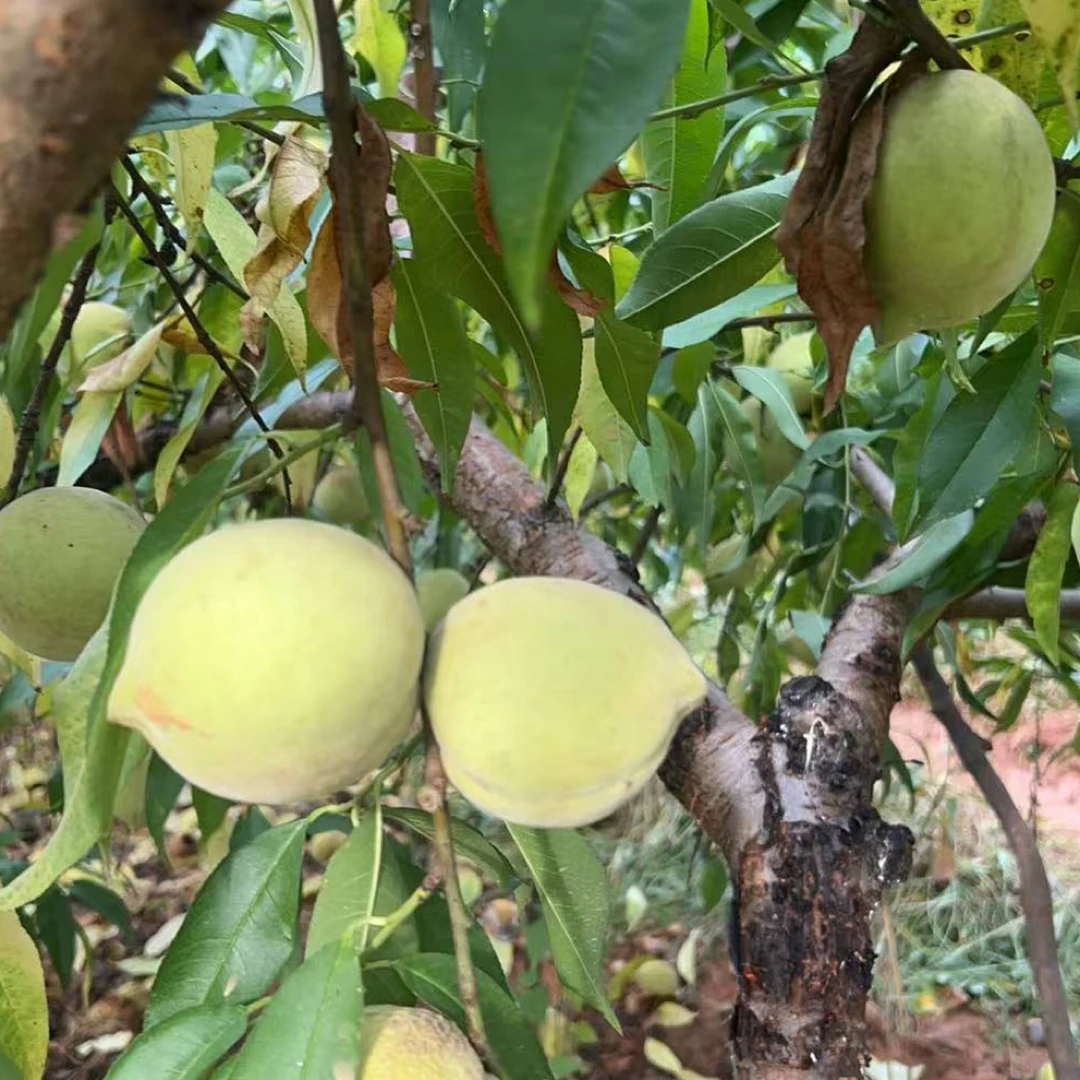 新鲜现摘冬桃鲜甜多汁时令水果当季应季水果新鲜采摘不保鲜不催熟