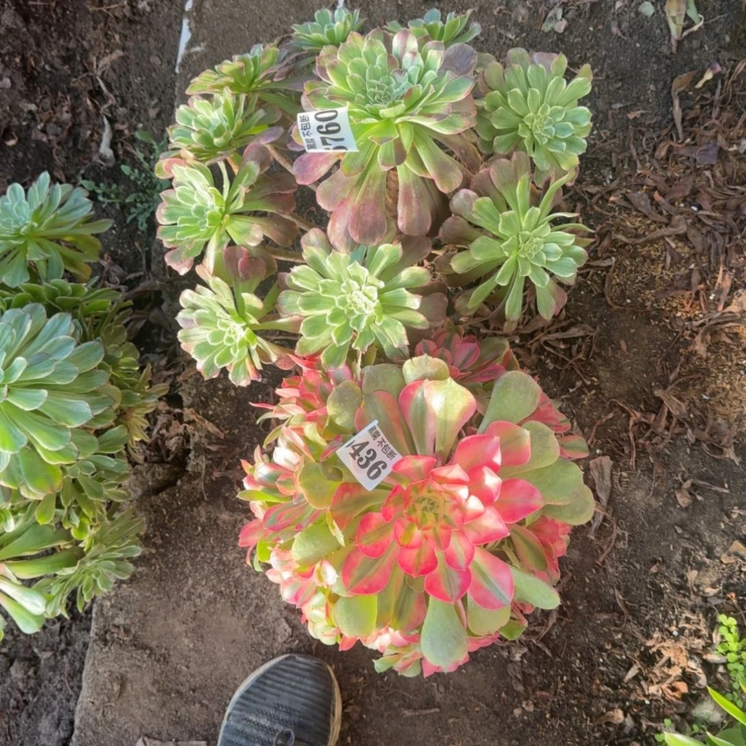 法师 水墨画 香妃6436 19-26