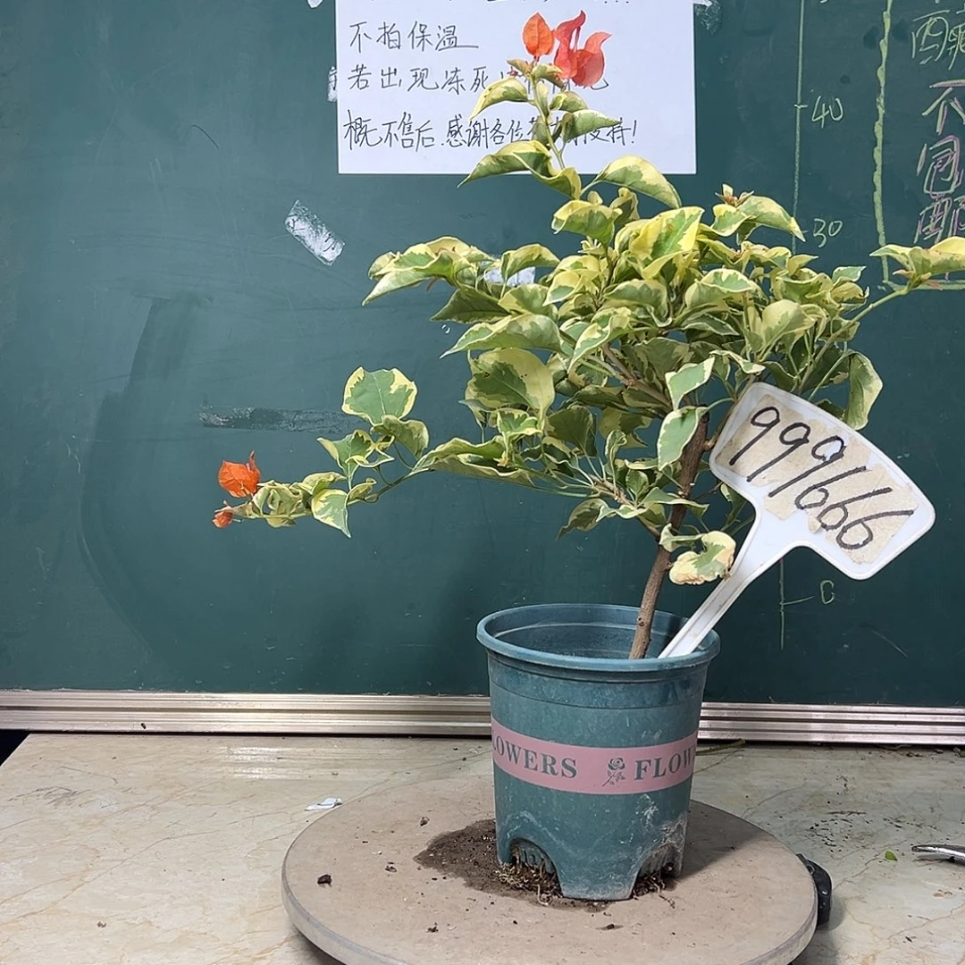 全部花苞  橙冰  999666