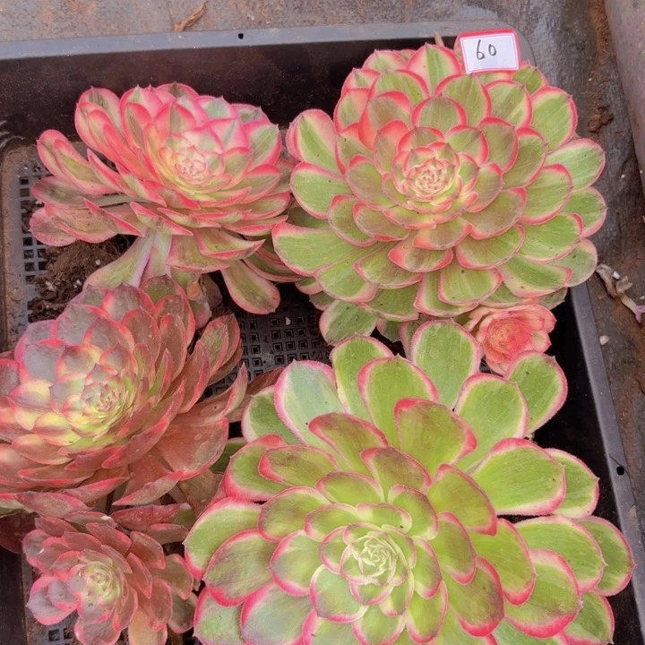 全部花朵060单头组合带根