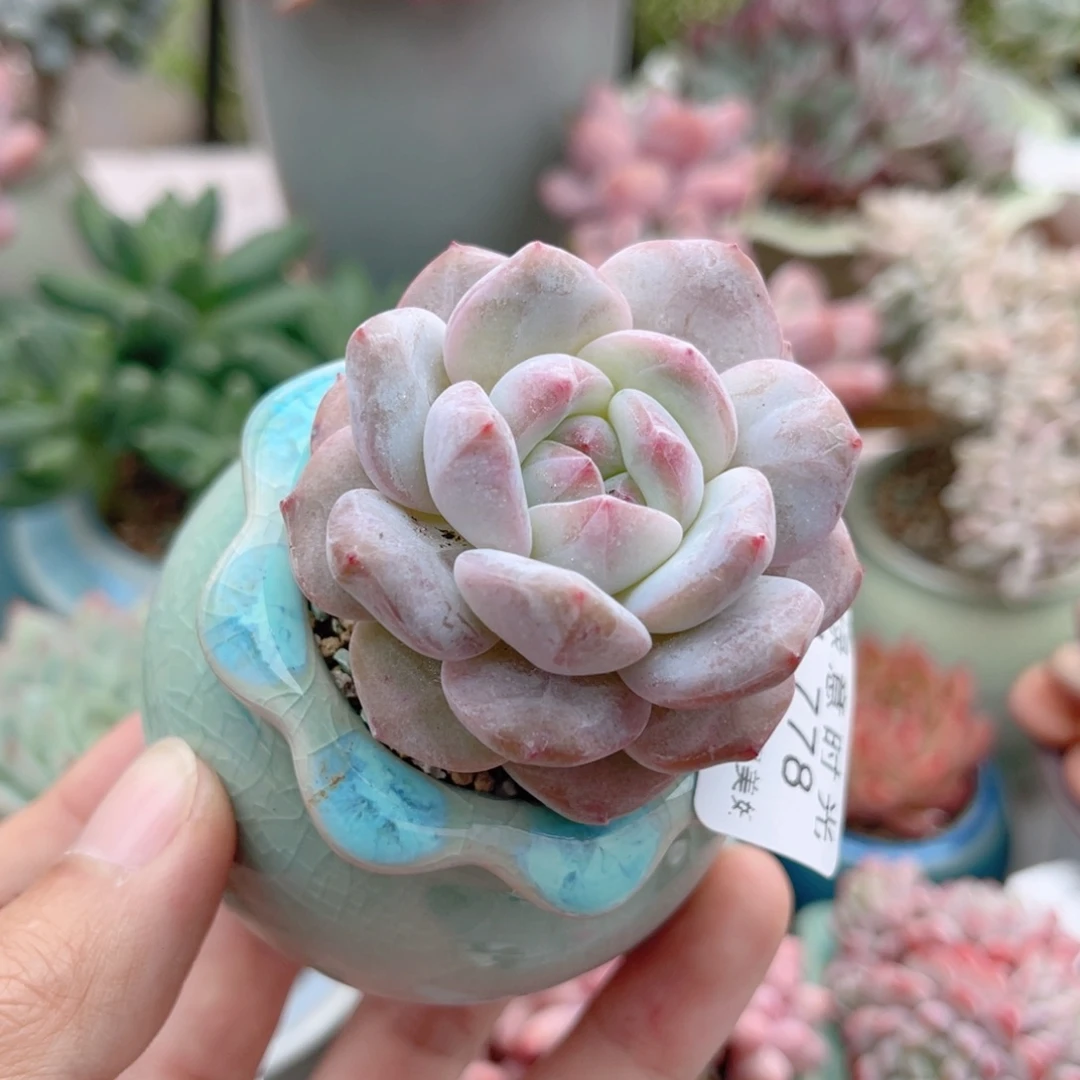 778 糖心冰魄  带陶瓷盆发货 一物一拍