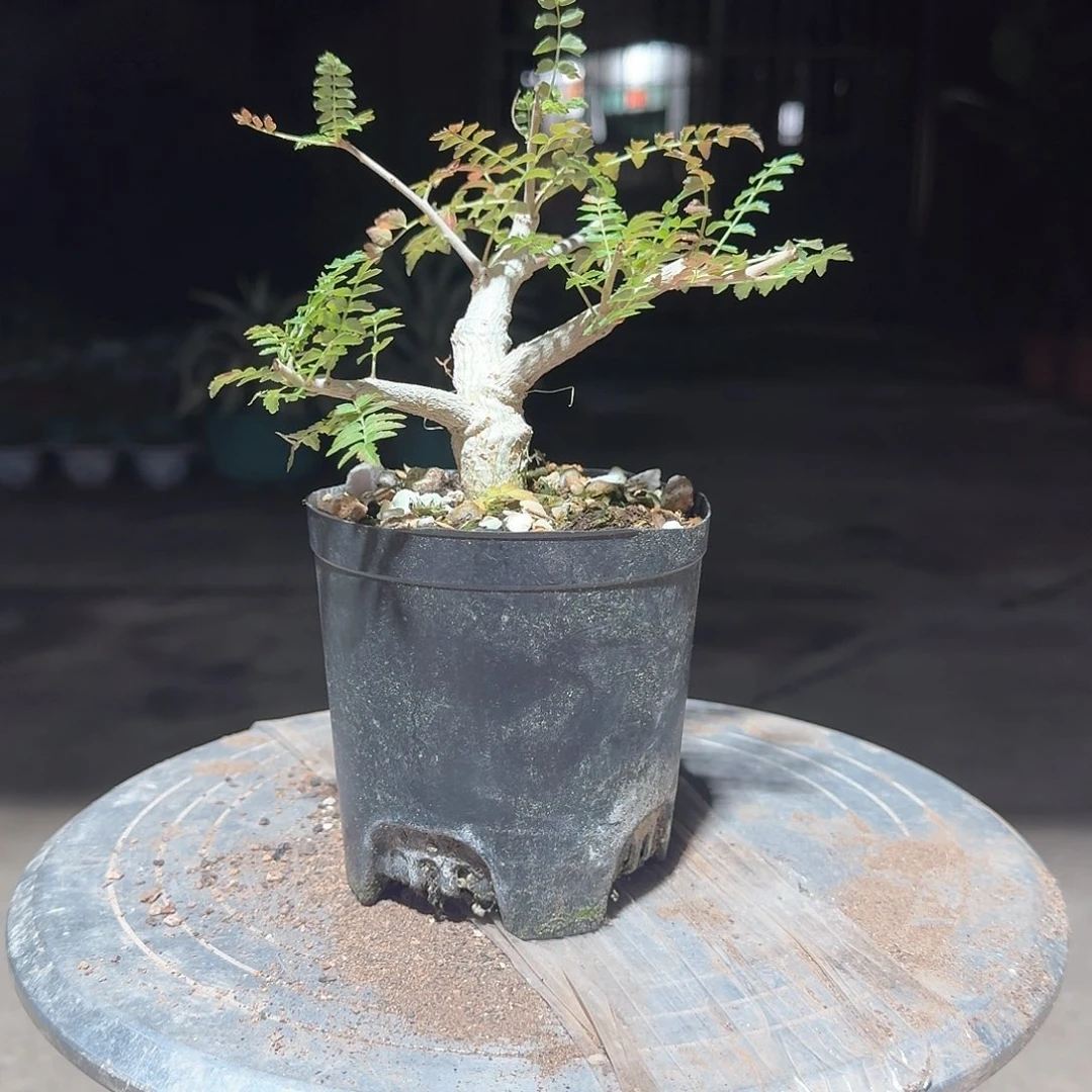 园艺实生尼勒达乳香