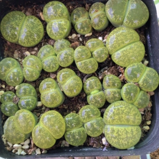 2629，10厘米盆母本小双头