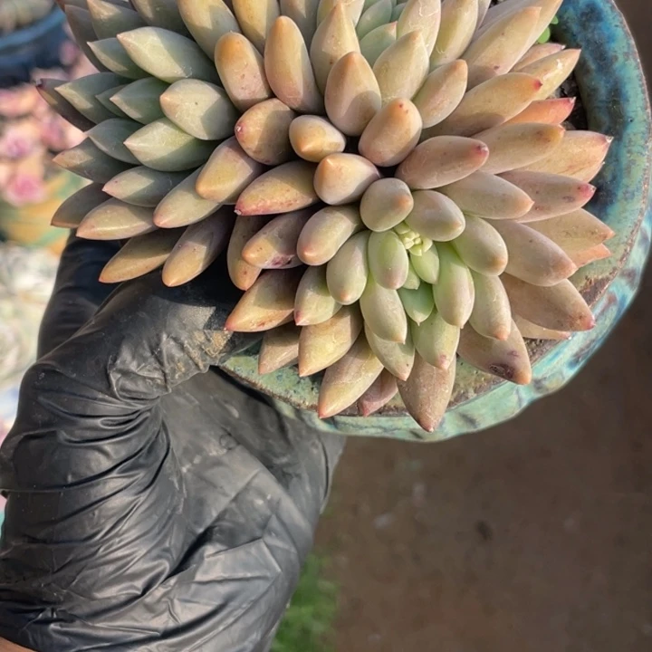 多肉植物多肉植物