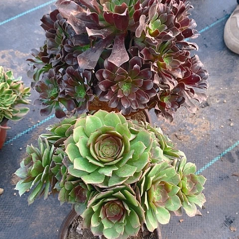 366法师2棵多肉植物