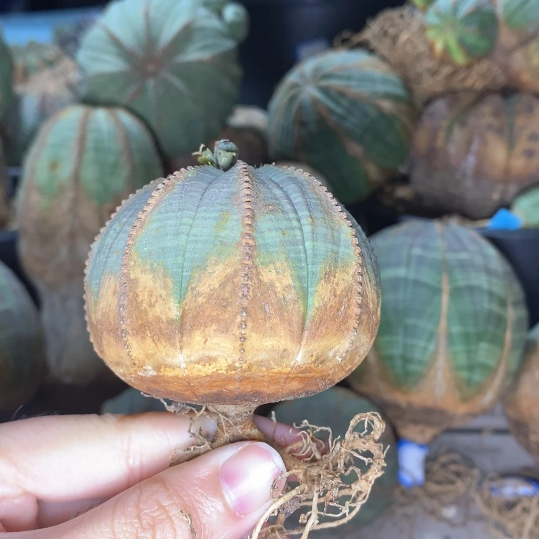 4布纹球精品一物一拍