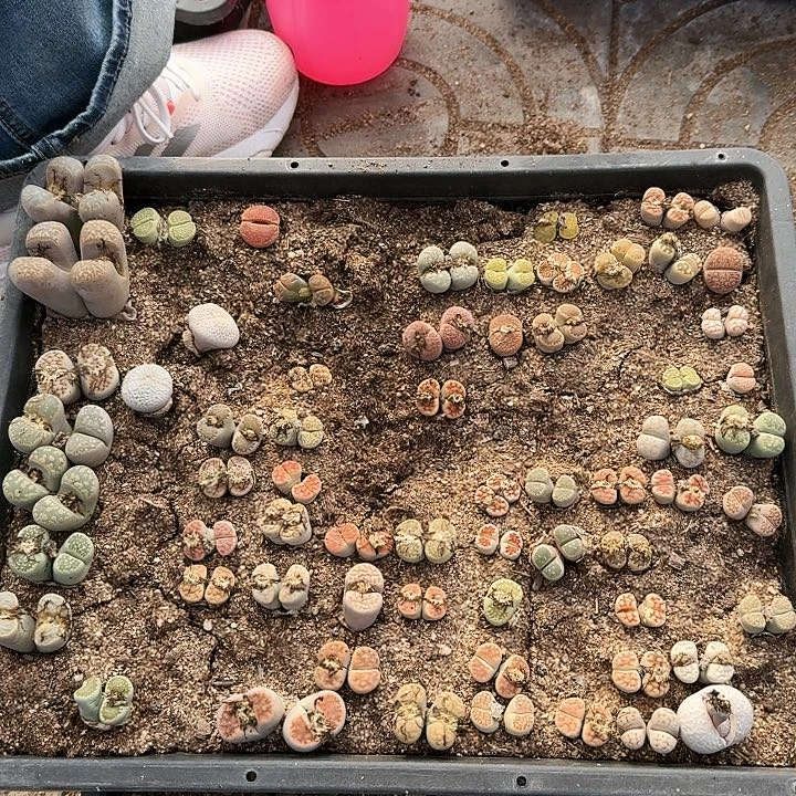 生石花1111。   130