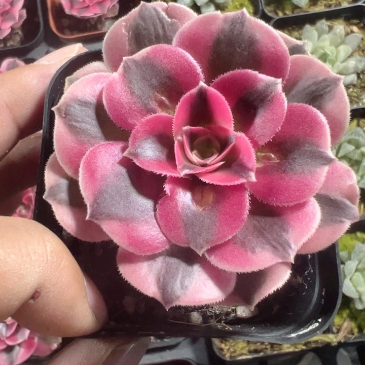 粉女巫精品多肉植物