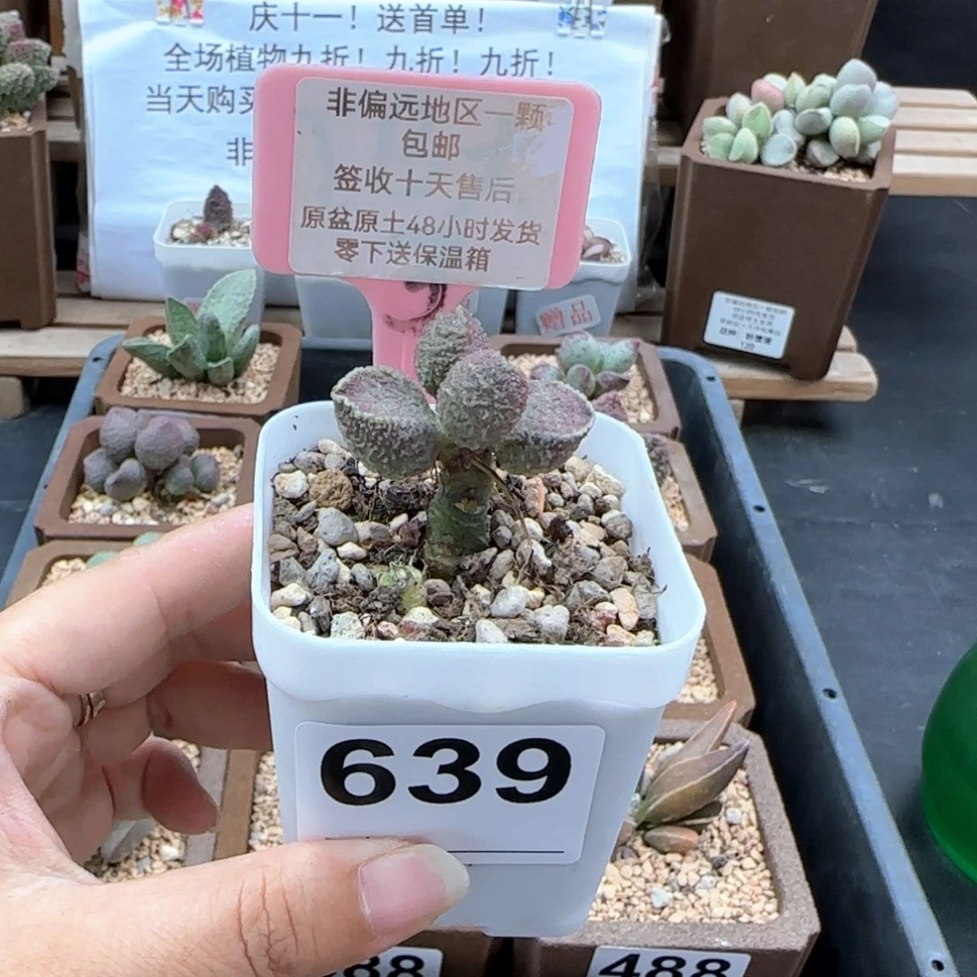丶*丶639夜魔多肉植物