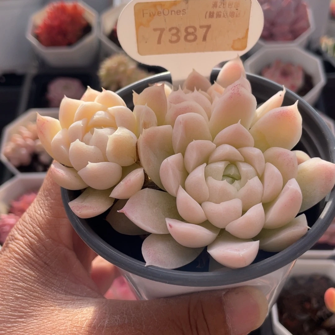 白月影7387-9.0厘米