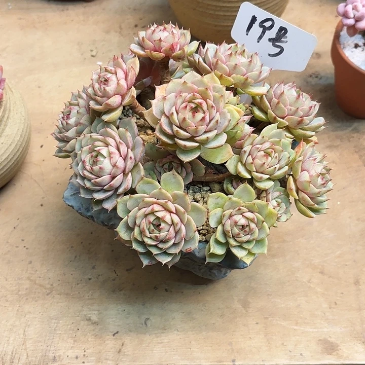 多肉植物，笨吧蒂斯19