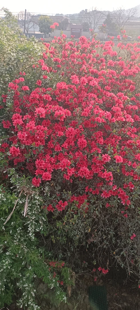 映山红盆景桩，大桩