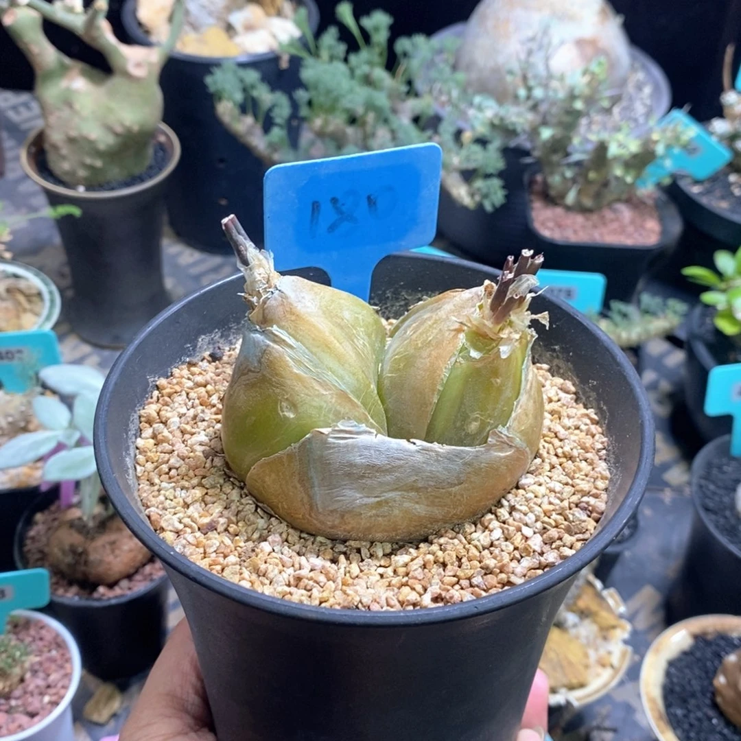 安哥拉苍角殿多肉植物