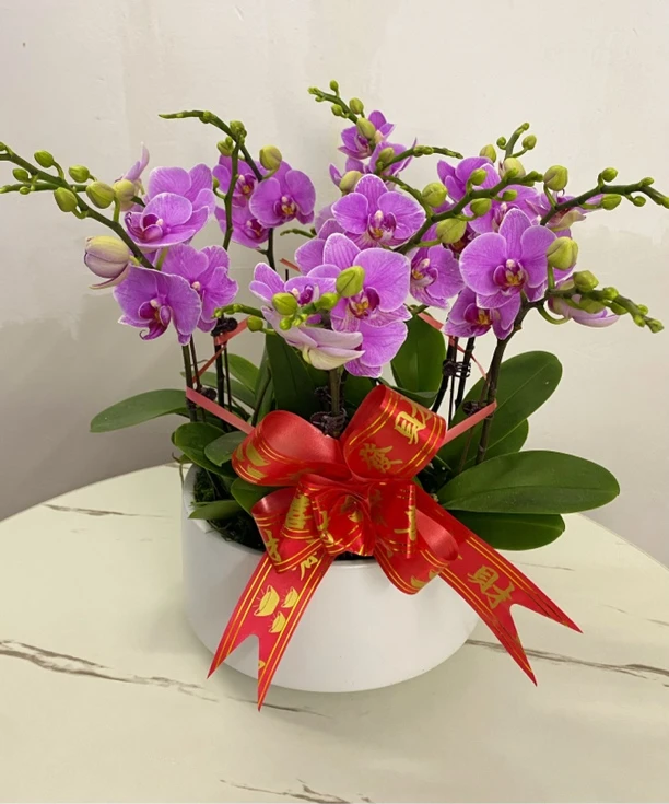 【215紫蝶】小巧精致紫红伴手礼