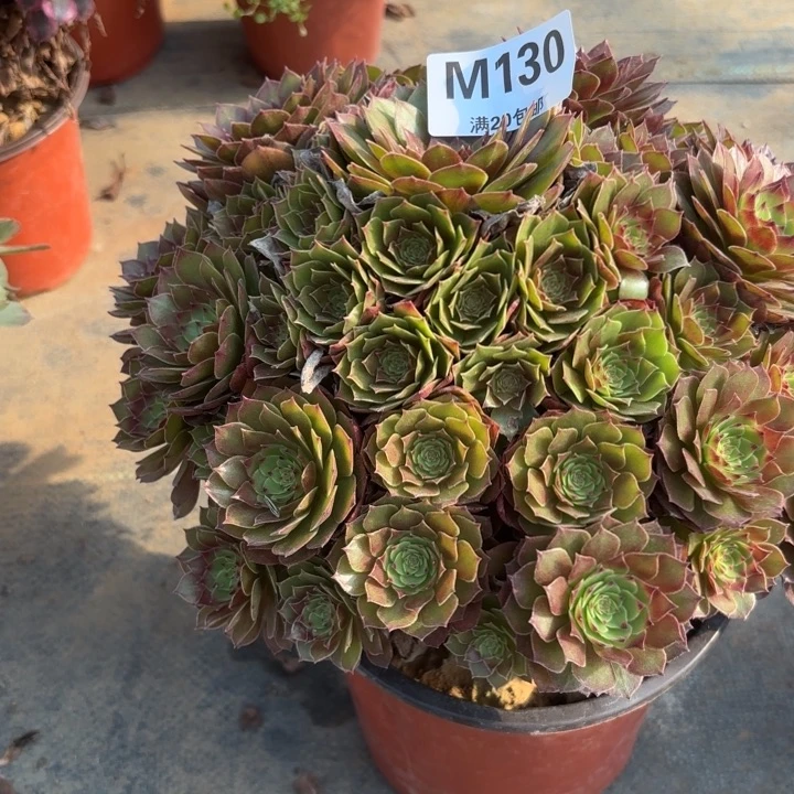 瑞妈，。。。。。。130桃花石，