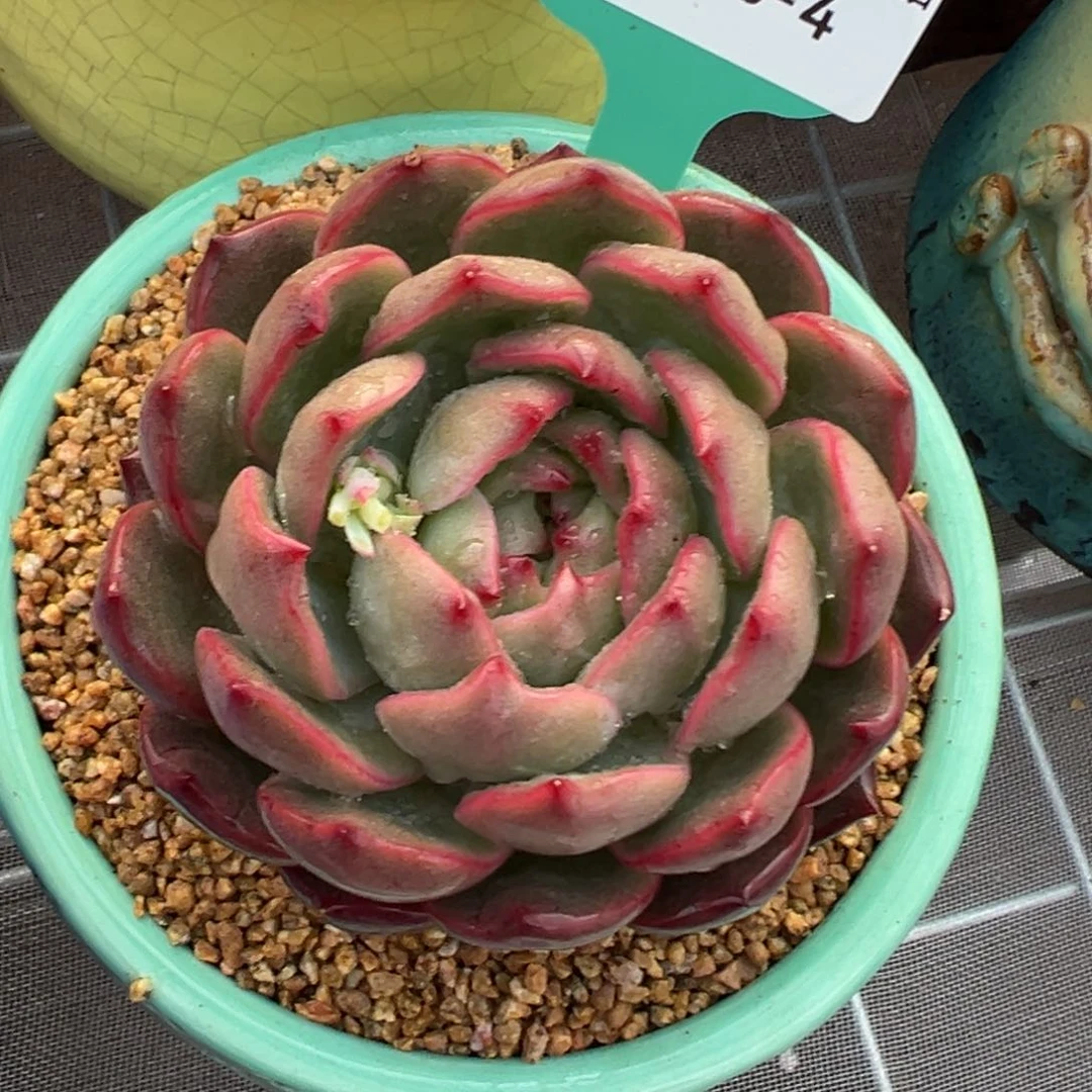 多肉一物一拍0210-4