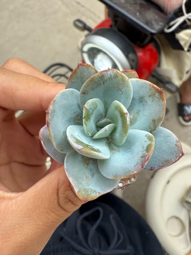 布鲁蓝穴苗11颗一组